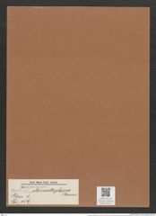 Navicula stomatophora Grun. (de-Toni-Nr.: Genus 1, Species 159) Zeichnungen Sammlung Grunow Mappe 00141 (Herbarium_W_Grunow_drawings_Folder_00141)